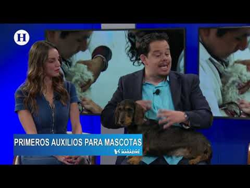¿Cómo dar primeros auxilios a tus mascotas?
