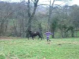 trot à la longe