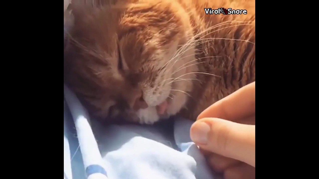What A Long Tongue Kitty!.mp4