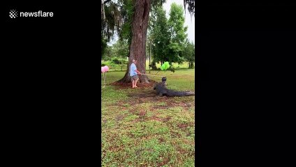Florida couples uses pet alligator for gender reveal party