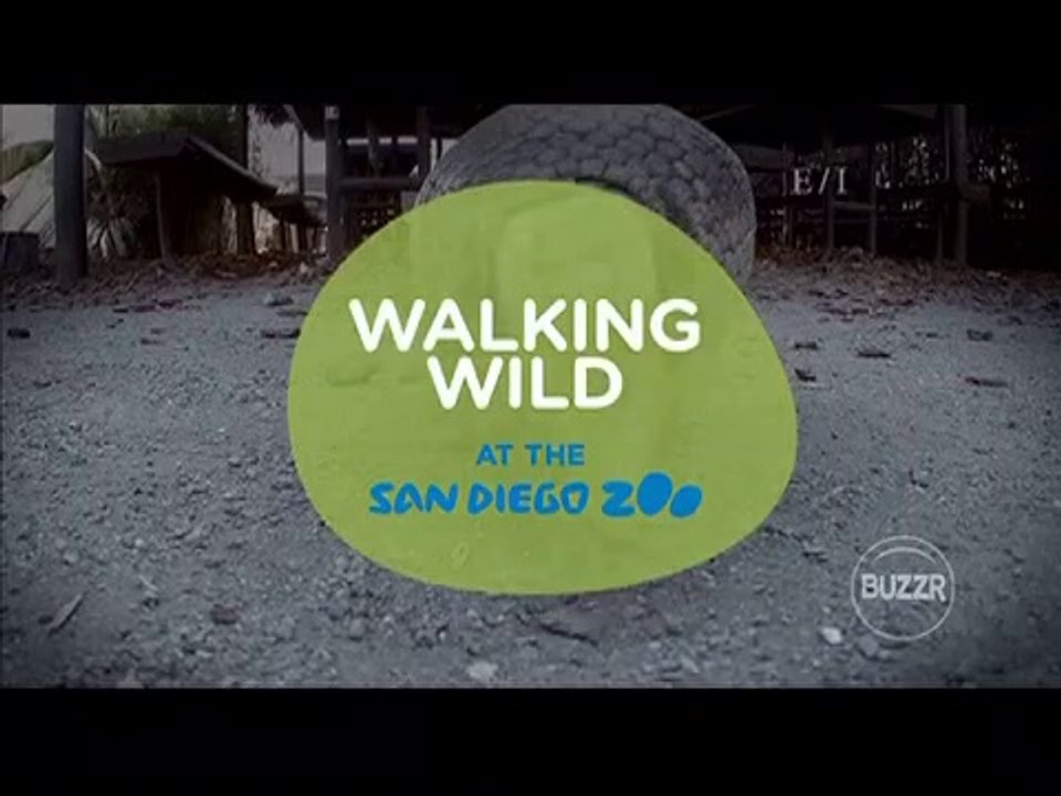 Walking Wild At The San Diego Zoo September 24 2016 Servals And African Bullfrogs Video 