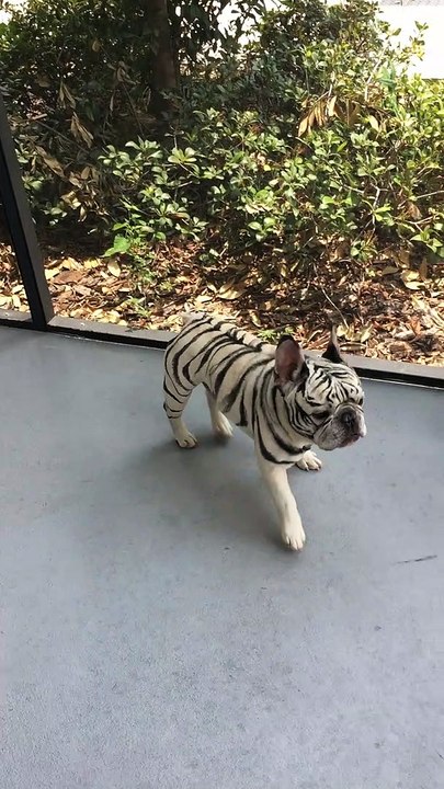 white tiger french bulldog