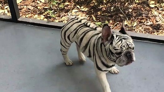 tiger frenchie