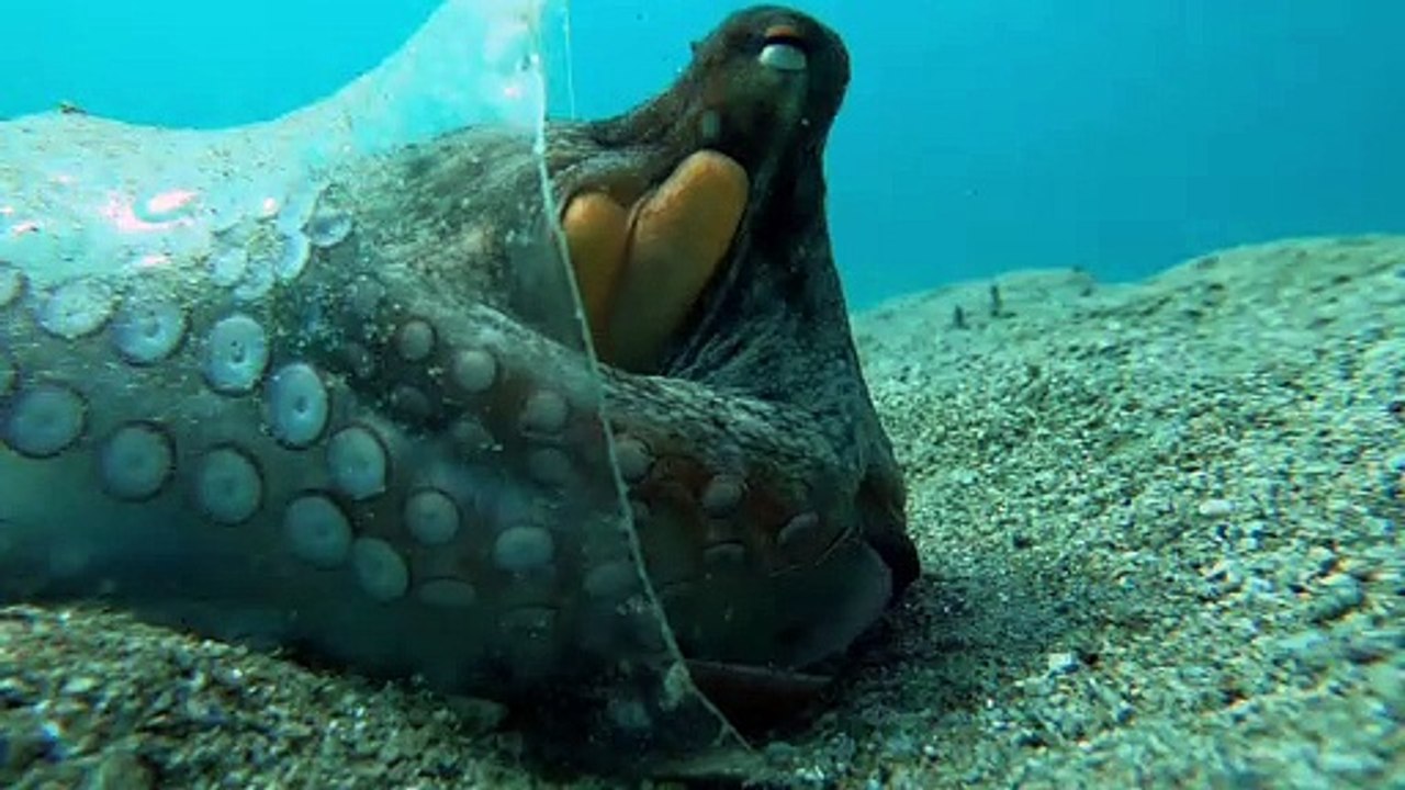 Octopus Scoots to Safety