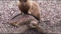 Un bébé lion de mer fait du rodéo sur une tortue