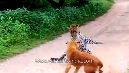Un chien se retrouve face à un jaguar... Impressionnant