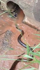 Des ouvriers capturent un énorme anaconda dans les égouts