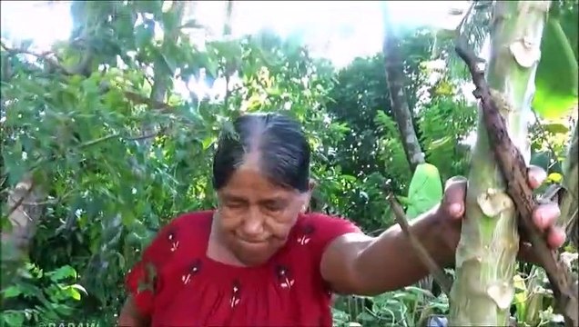 Village Aliments Cuisine Papaye Curry dans mon Village par ma Maman