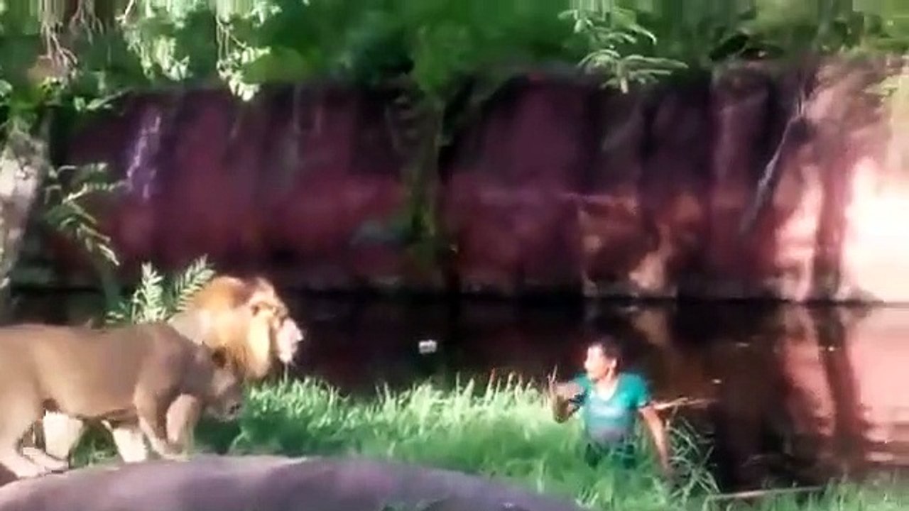 Crazy_Man_Enter_the_Lions_Cage_in_Hyderabad_Zoo