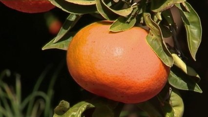 Santé - Jus de fruits : attention danger !