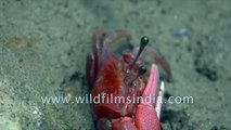 Red fiddler crab of the UNESCO heritage site, Sundarbans