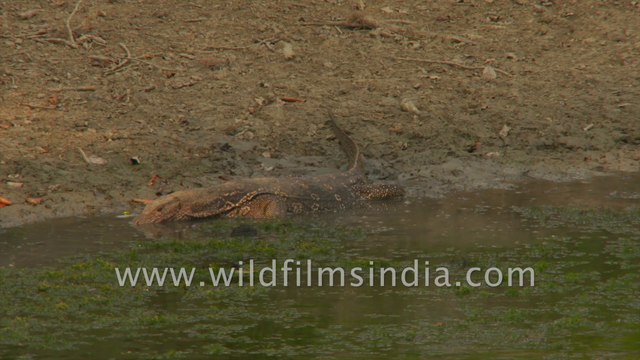 Water Monitor Lizard in the highly endangered Sundarbans mangrove
