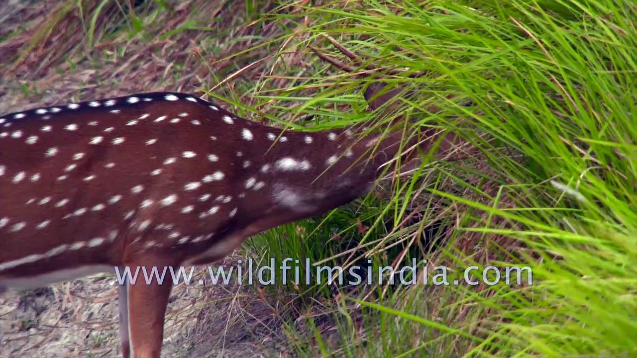 Spotted Chital Deer grazing in the highly endangered Sundarbans