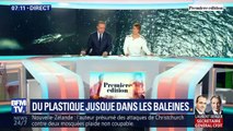 Du plastique jusque dans les baleines