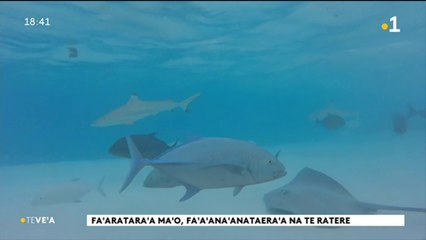 TH : A la rencontre des raies et des requins de Moorea