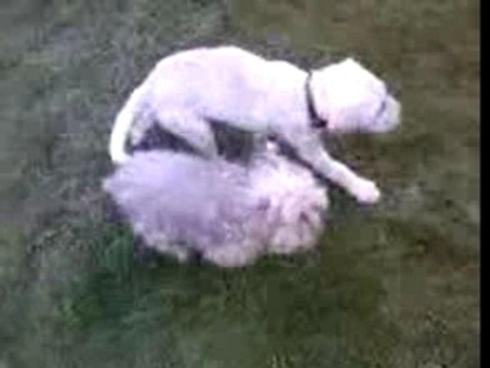 Cali, Mon Amour de Chien 20/01/2008 Video 1