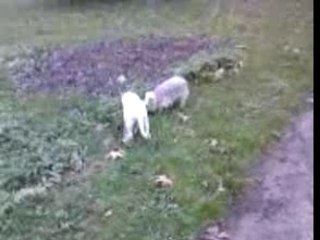 Cali, Mon Amour de Chien 20/01/2008 Video 2