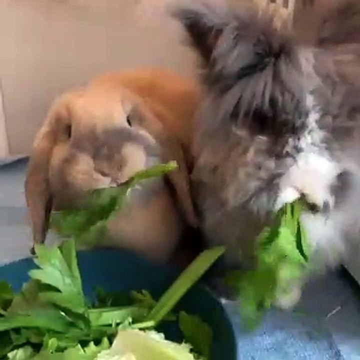 Ces amours de lapins vont trop vous faire rire. Trop mimi !