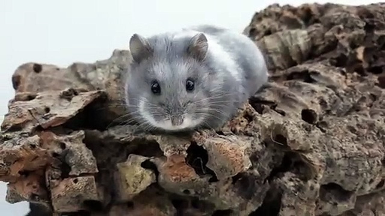 Cet hamster est merveilleuse, vous allez totalement fondre. Admirez !