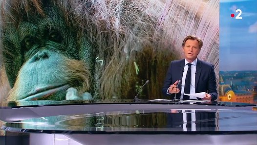 Orang outan N nette la doyenne du Jardin des plantes Orang outan N nette la doyenne du Jardin des plantes