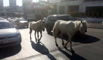 İstanbul'un göbeğinde başıboş atlar sürücüleri şaşkına çevirdi! O anlar kamerada