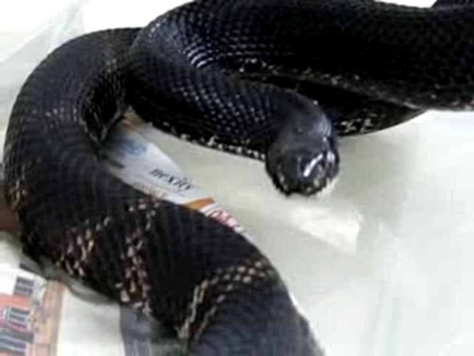 Pituophis caractériel !