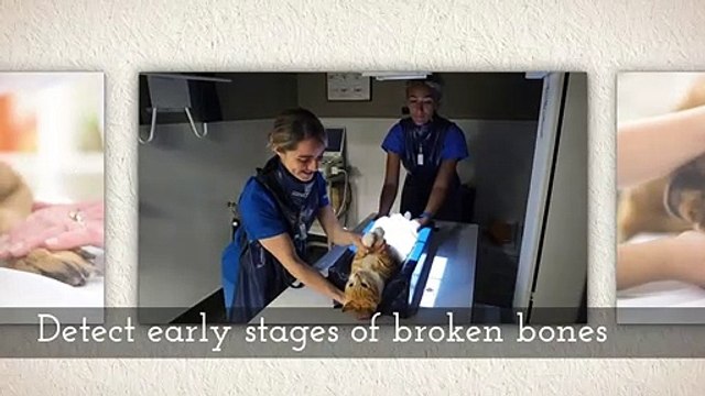 Excellent Vet Clinic For Your Pets