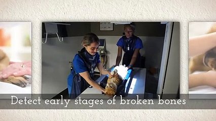 Excellent Vet Clinic For Your Pets