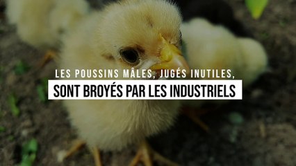 Les poussins mâles, jugés inutiles, sont broyés par les industriels