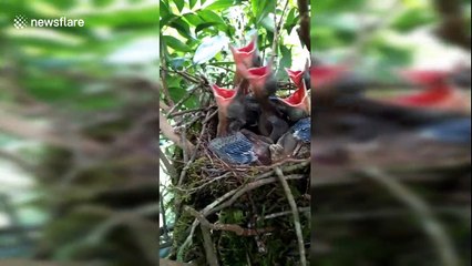 Watch as a Eurasian jay feeds its 5 babies in China