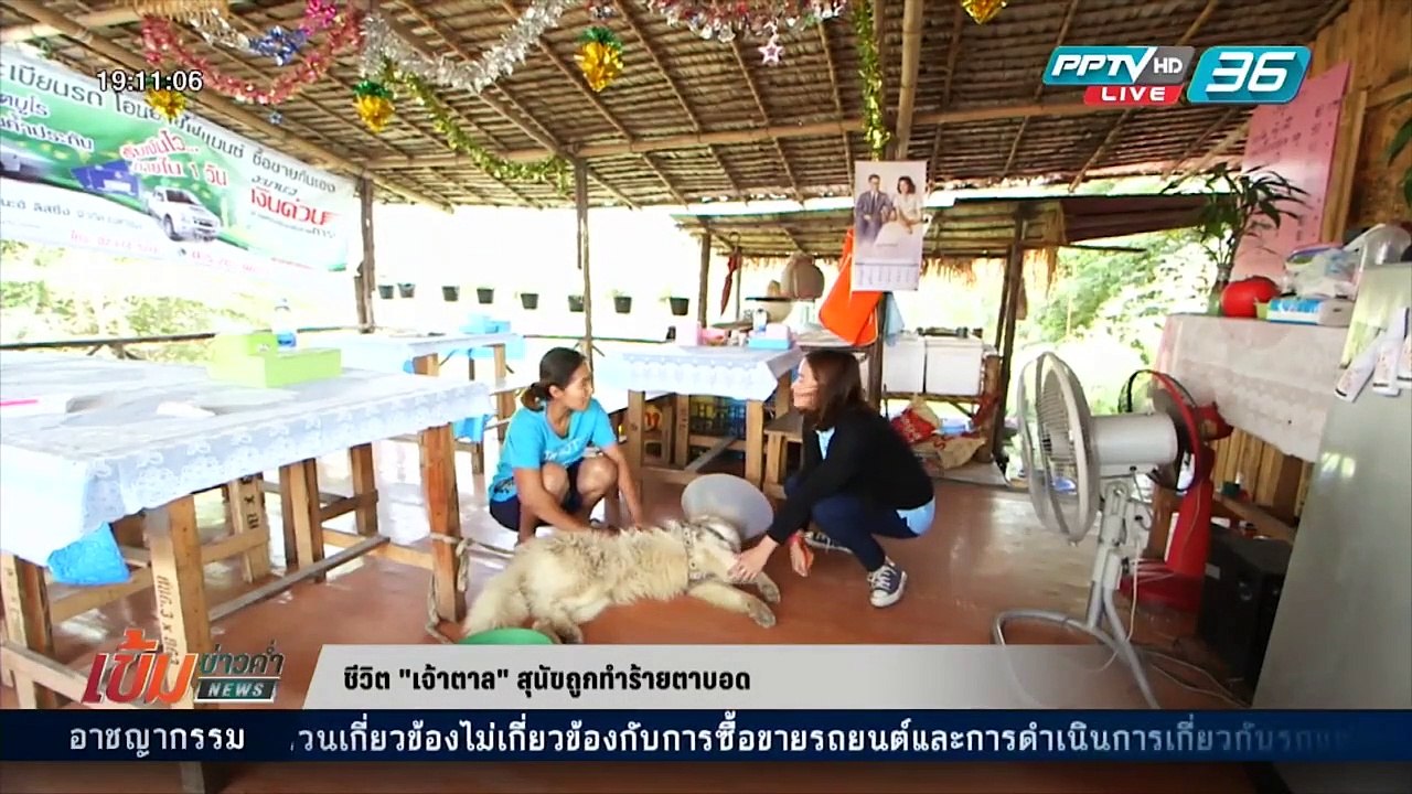 เข้มข่าวค่ำ - ชีวิต "เจ้าตาล" สุนัขถูกทำร้ายตาบอด
