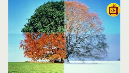 40,000 ஆண்டுகளுக்கு முன்னாள் இறந்த ஓநாயின் தலை இப்பொது கிடைத்துள்ளது..எங்கு தெரியுமா?