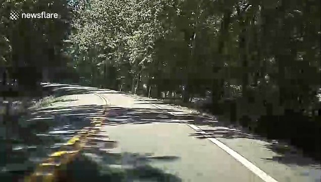 Bear with us! Mama bear and four cubs make driver wait as they dash across US road