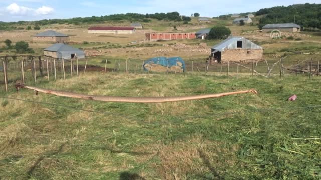 Bingöl'de öldürülen dev yılan görenleri şaşırttı