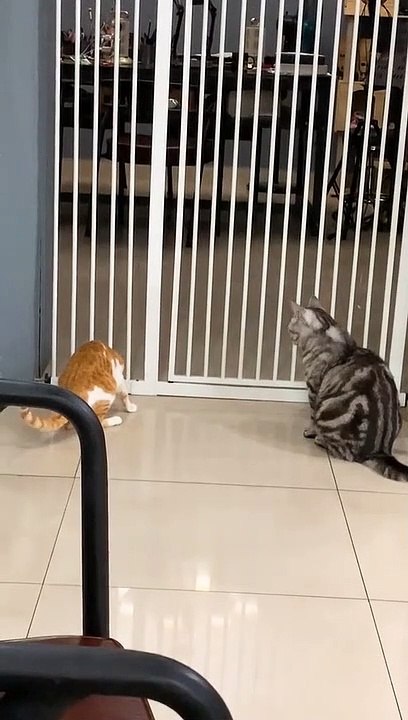 The shocked cat