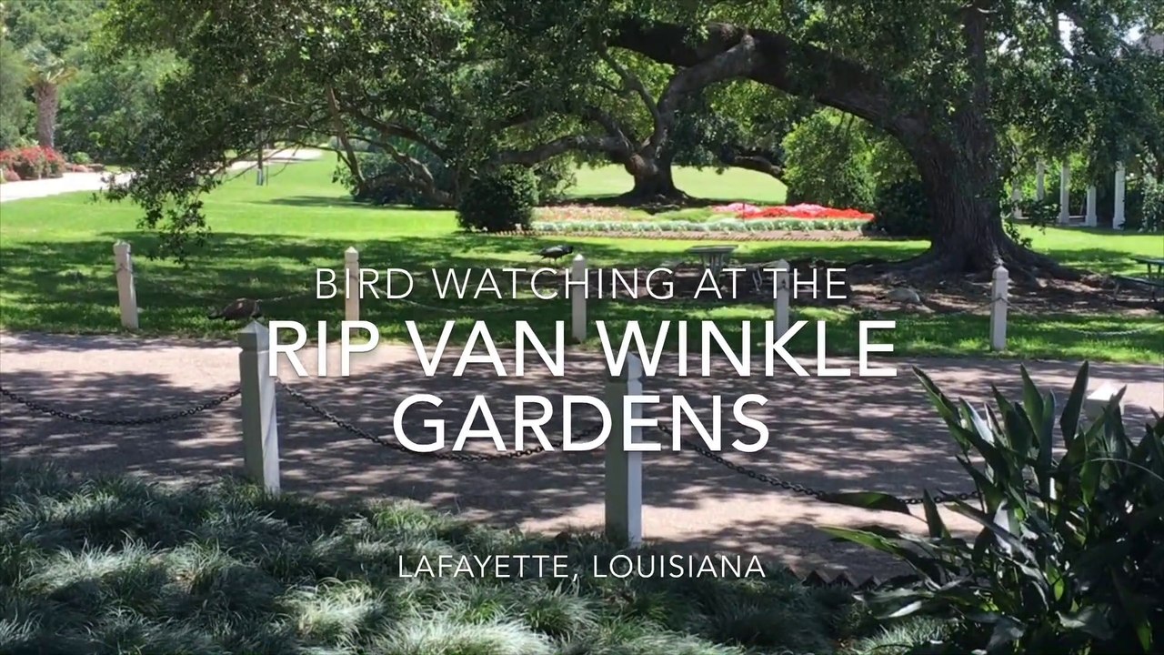 Bird Watching at the Rip Van Winkle Gardens on Jefferson Island