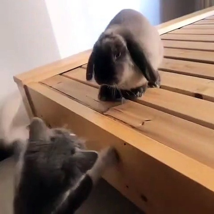 Poor rabbit.