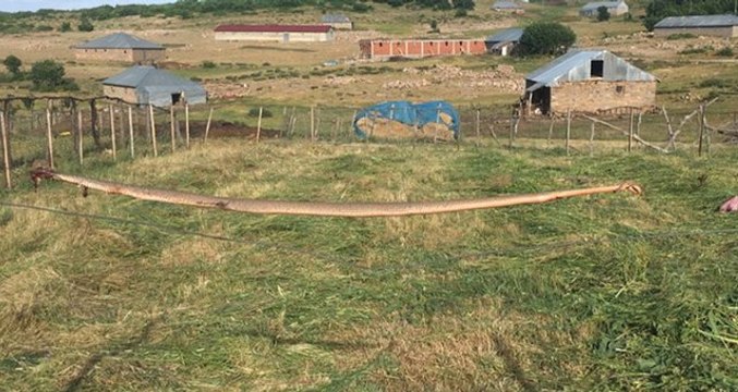 Bingöl'de dev yılan görenleri şaşırttı! Ot biçerken aniden ortaya çıktı