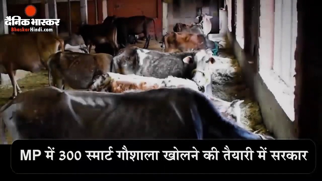 स्मार्ट गौशालाएं खोलेगी कमलनाथ सरकार, गोबर-गौमूत्र करेगी एक्सपोर्ट