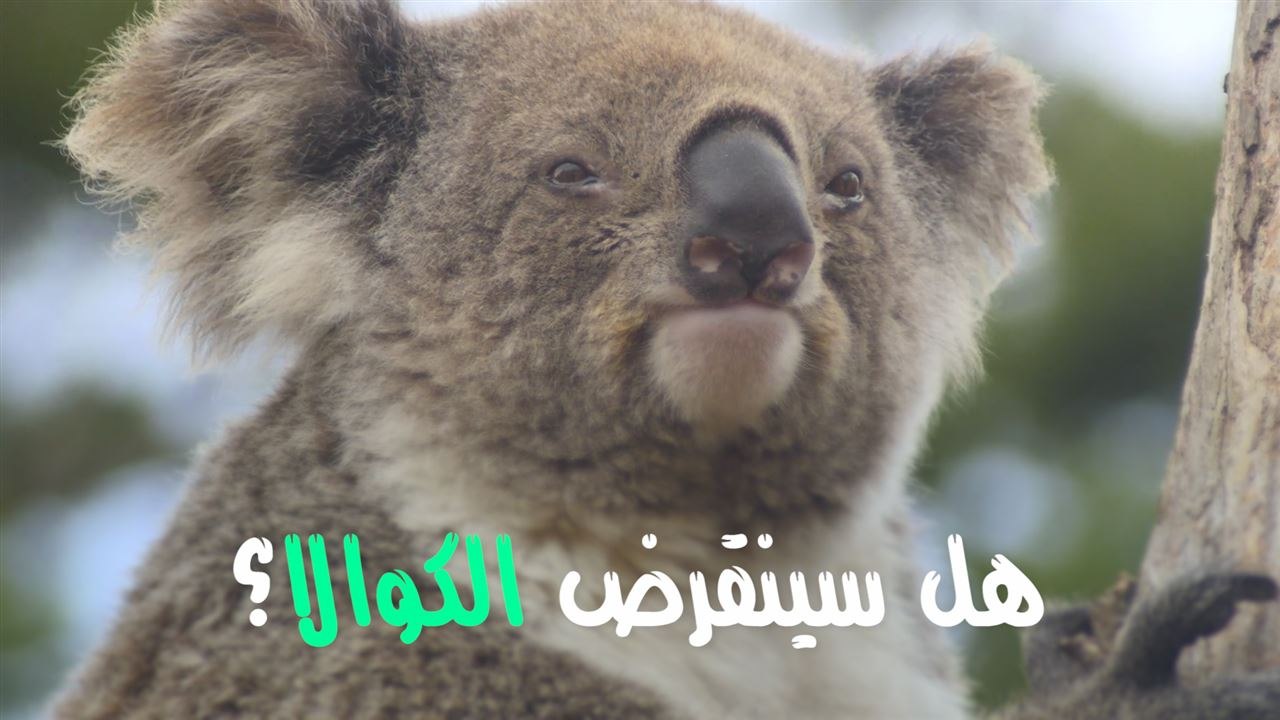 الكوالا يختفي