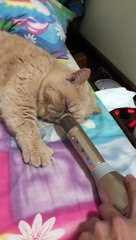 Un Chat Ronfle Dans Le Micro Video Dailymotion