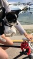 Un chiot fait du vélo avec sa maîtresse