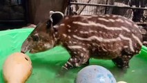 Endangered Tapir Celebrates First Birtay
