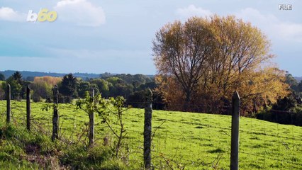 Piggy Sow-Prise! Funny Video Shows Farm Girl Trying To Pet Pig, Only To Be Chased!