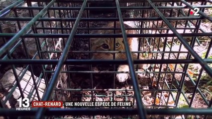 Chat-renard : une nouvelle espèce de félin découverte en Corse