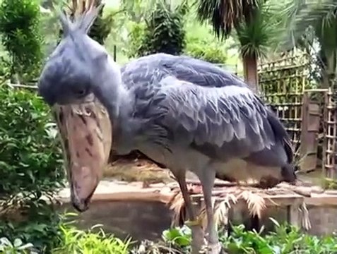 Cet oiseau massif a un cri très semblable à celui du Predator
