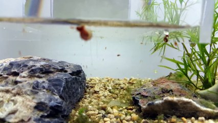 How to Make Hole in the Middle Acrylic Aquarium, Nano (Water Flea Tank)