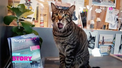 J-One Story – Bar à chats à Paris avec Marie