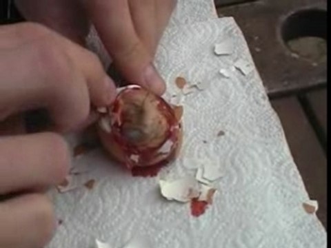 - Bienvenue à la Ferme des Petits Poussins !!!