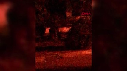 BALIKESİR Kazdağları'ndaki domuzlar aç kalınca Altınoluk'a indi